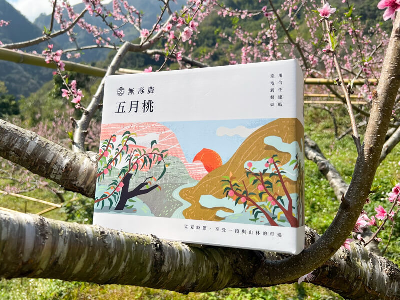 【拉拉山五月桃】無毒農嚴選|安心品質、香甜保證:圖片 5