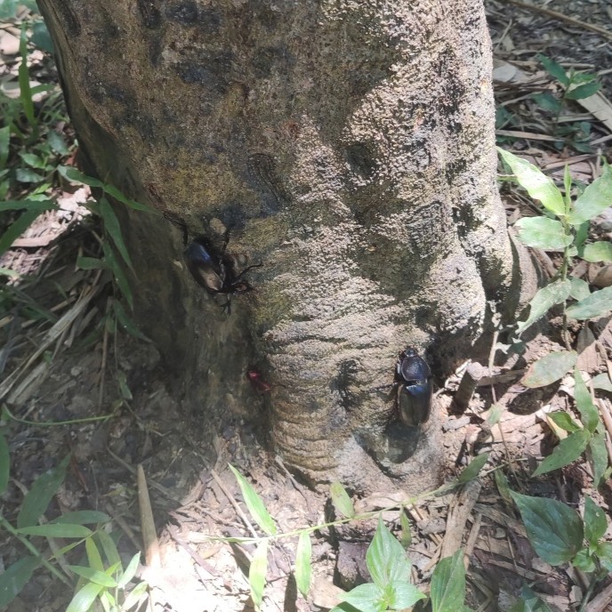 台灣獨角仙從土裡爬出，準備迎接夏季繁殖季