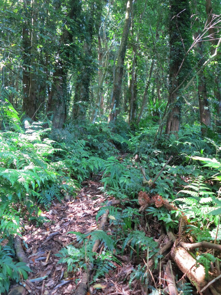 馬拉邦山秘境步道內部樣貌，路徑被落葉與蕨類植物覆蓋，展現苗栗登山步道原始的林相，行走其間需注意路跡。