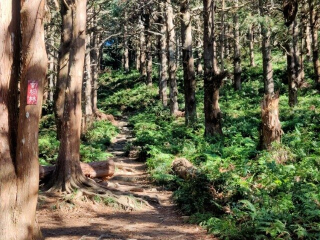 Taiwanese Suburban Mountain Trail: Cedar Forest Path