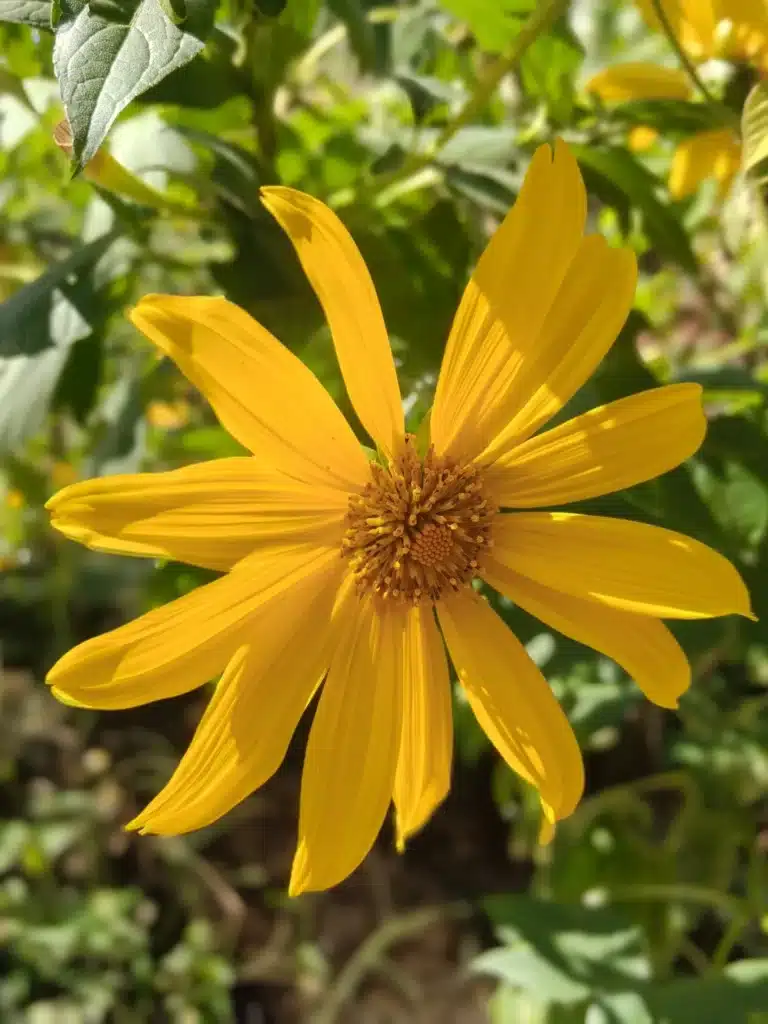 Mexican Sunflower