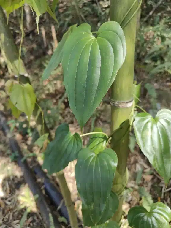 Stemona tuberosa Lour