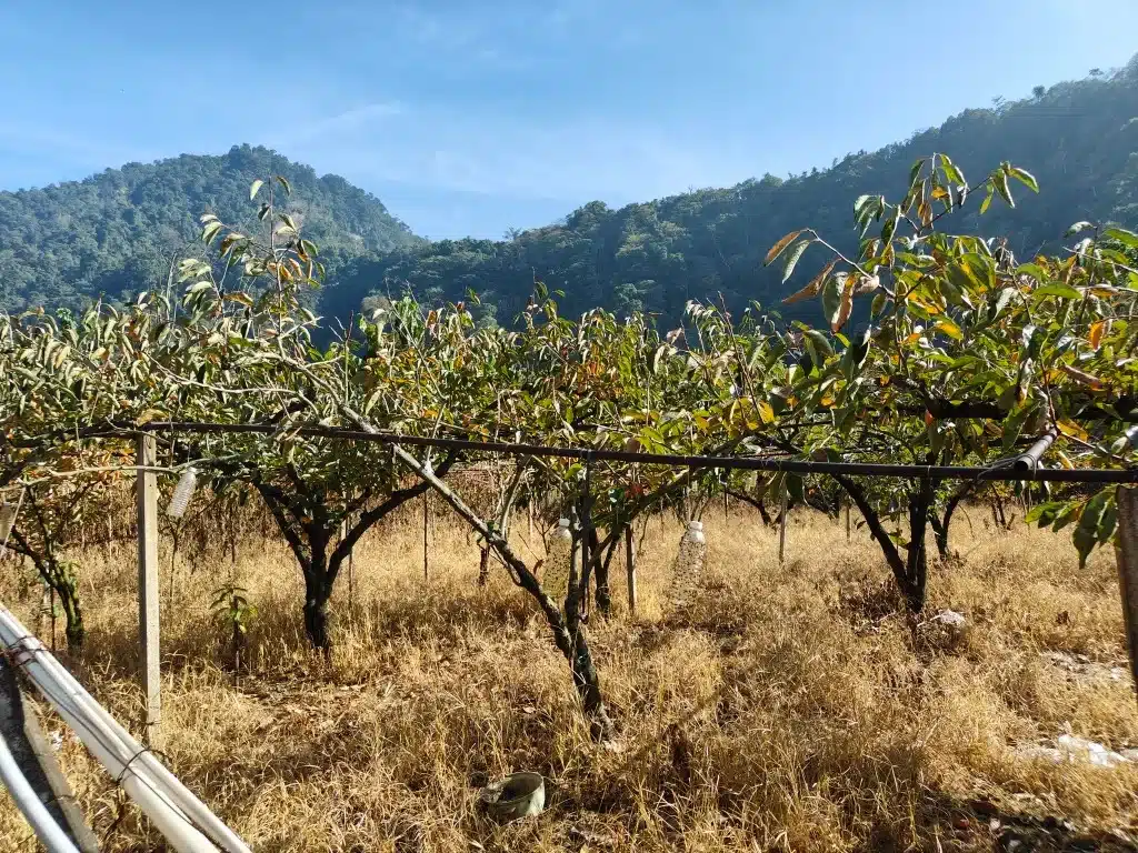 Shuangqi Ambuping Trail - Persimmon Garden