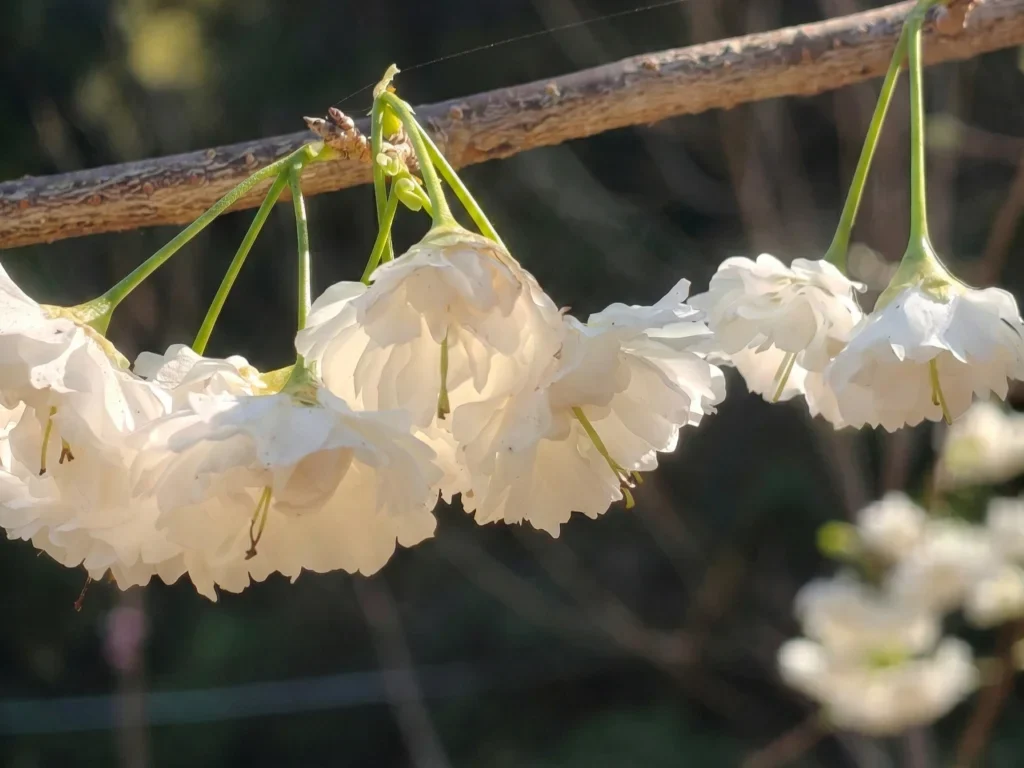 10.李花