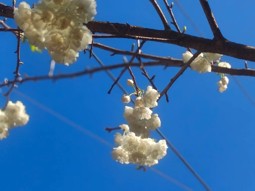 11.李花