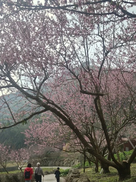 17.櫻花