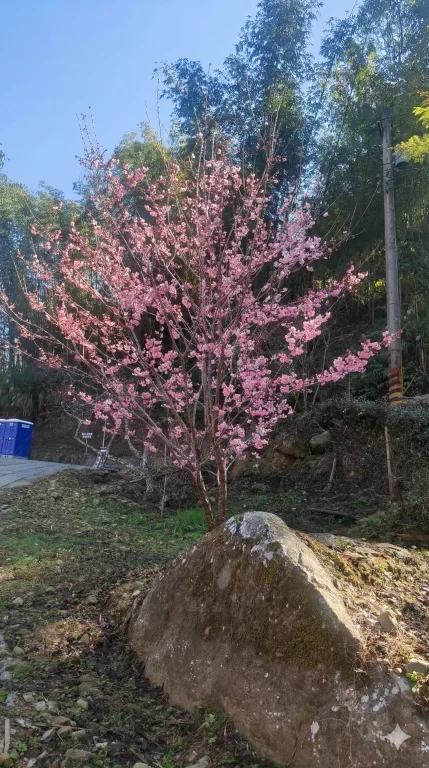 18. 櫻花