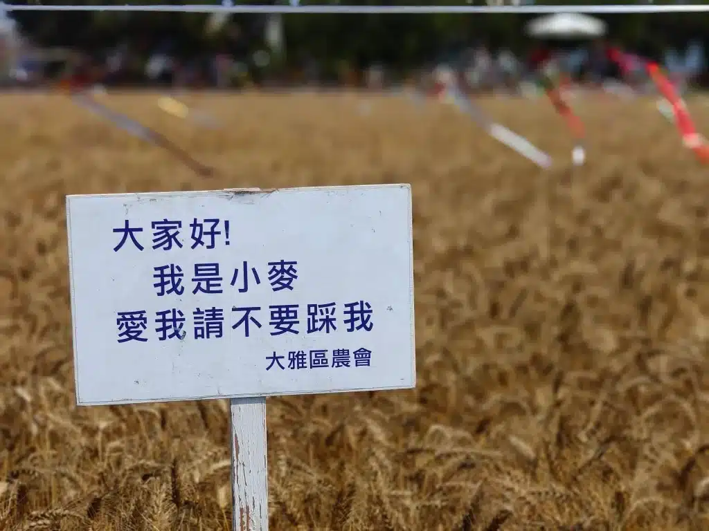 大雅小麥文化節 (44)